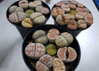 生石花有毒吗 生石花是否有毒
