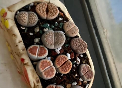 生石花有毒吗