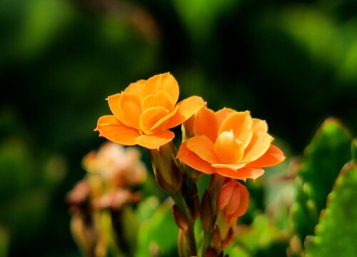 长寿花能吃吗
