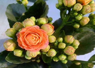长寿花吃法 长寿花能吃吗