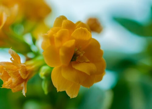 长寿花能吃吗