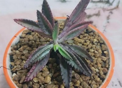 落地生根风水作用 落地生根的风水禁忌