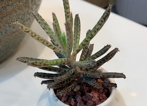 落地生根的风水禁忌