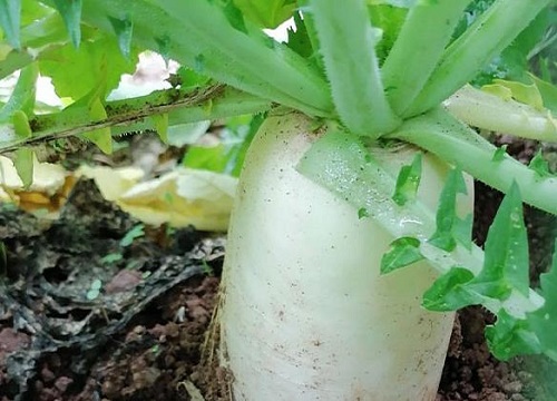 萝卜叶的功效与作用