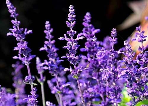 代表守护的花