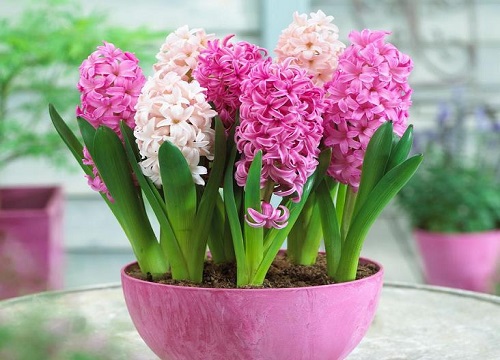 代表守护的花