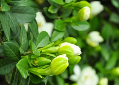 代表守护的花