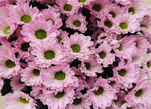 代表守护的花