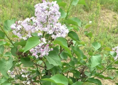 丁香花的花语是什么含义