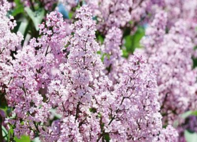 丁香花花语和寓意 丁香花的花语是什么含义
