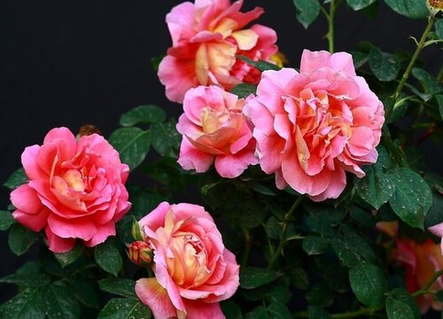 牡丹花代表什么象征意义