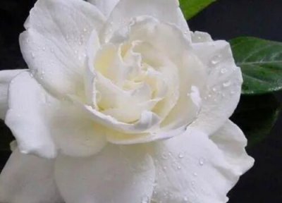 牡丹花象征意义 牡丹花代表什么象征意义