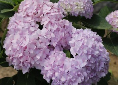 代表高贵的花 什么花代表着高贵