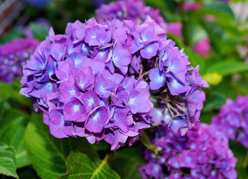 代表高贵的花