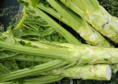 芥菜特点 芥菜的功效与作用