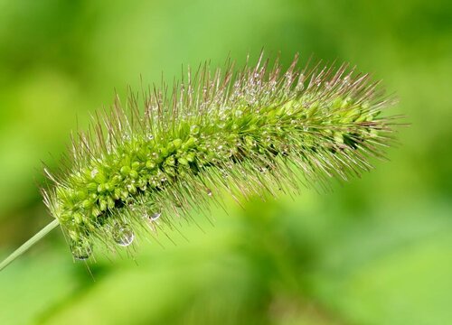 狗尾巴花？的花语是什么