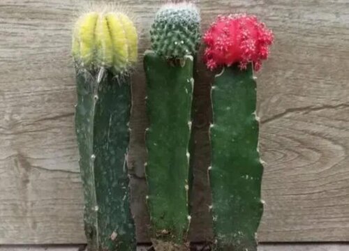 代表坚韧的花