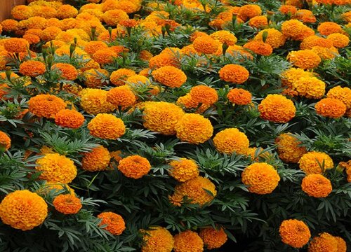 万寿菊怎么种植方法