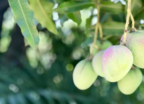 芒果嫁接方法