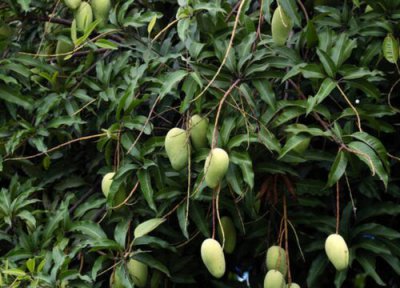 芒果嫁接时间 芒果嫁接方法