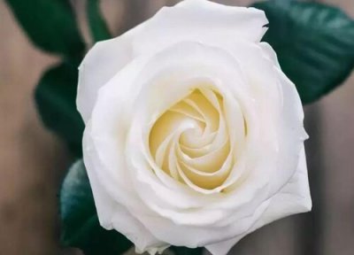 白色玫瑰花语和寓意 白色玫瑰的花语是什么