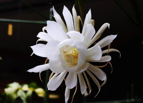 昙花的花语是什么