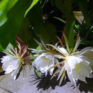 昙花花语和寓意 昙花的花语是什么