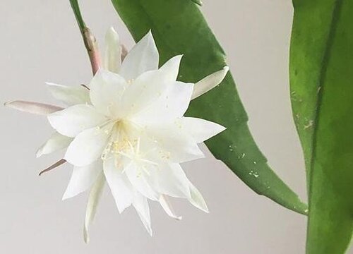 昙花的花语是什么
