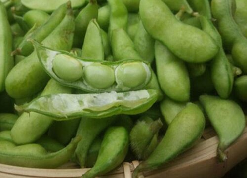 毛豆可以冷冻保存吗