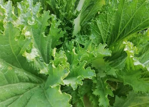 青菜的功效与作用