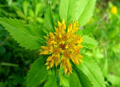 费菜种植条件 费菜的种植方法和时间