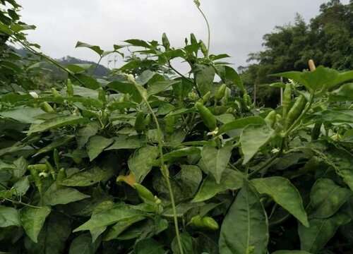 辣椒的种植技术与管理