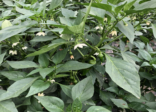 辣椒的种植技术与管理