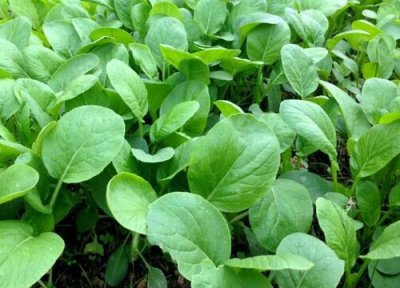油菜冷冻保存 油菜可以冷冻保存吗