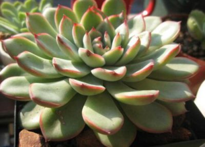 花月夜的养殖方法 火焰蒂亚的养殖方法和注意事项
