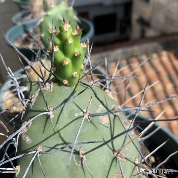 仙人掌的生长过程观察日记