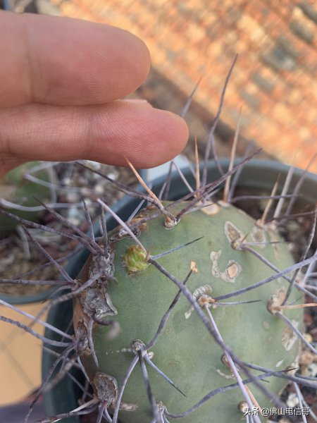仙人掌的生长过程观察日记