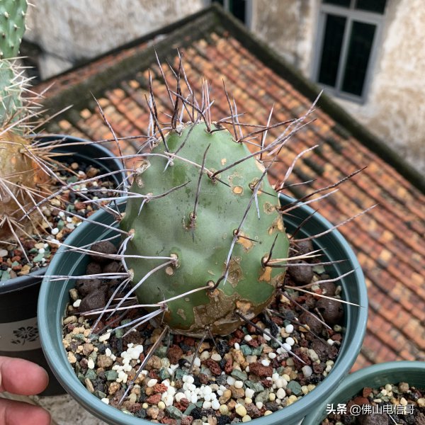 仙人掌的生长过程观察日记