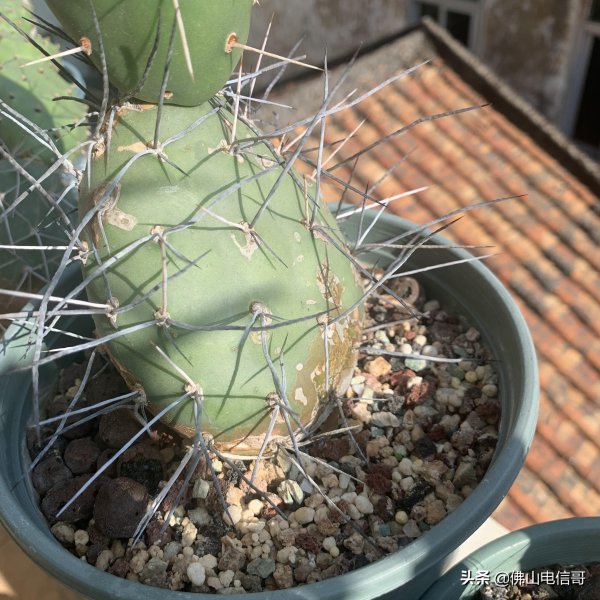 仙人掌的生长过程观察日记