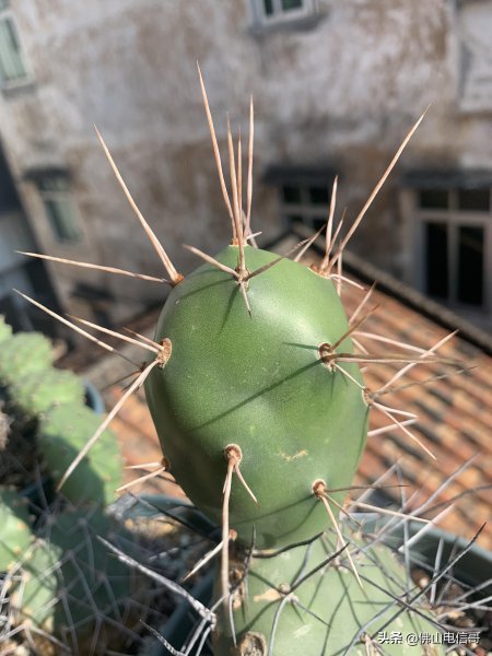 仙人掌的生长过程观察日记