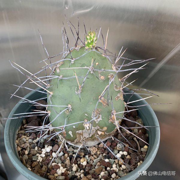 仙人掌的生长过程观察日记