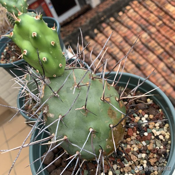 仙人掌的生长过程观察日记