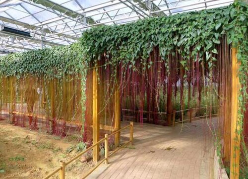 家里种锦屏藤风水好吗