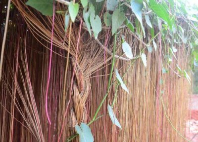 家里种锦屏藤风水 家里种锦屏藤风水好吗