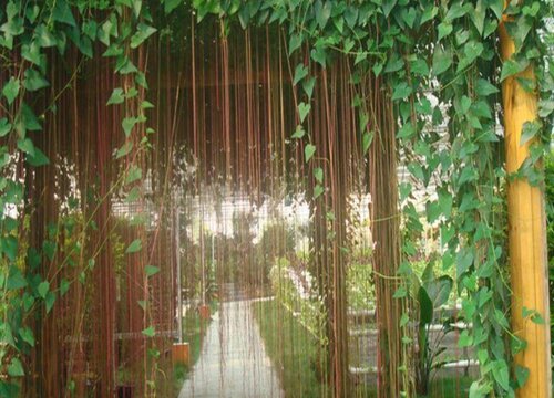 家里种锦屏藤风水好吗
