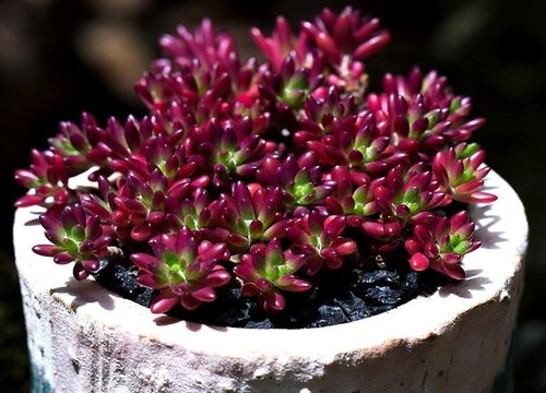 多肉植物冬天怎么养护