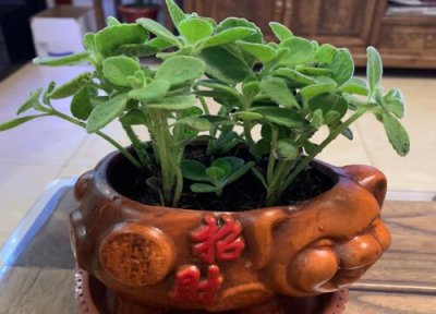 碰碰香耐寒 碰碰香怎么过冬天