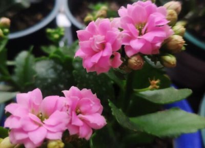 长寿花没根能活吗 长寿花有叶无根能否栽活