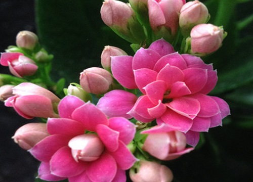 长寿花没根能活吗