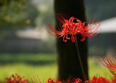 家里种彼岸花风水 家里种彼岸花风水好吗